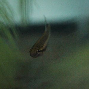 Jambi betta (Betta cracens) - PCBA