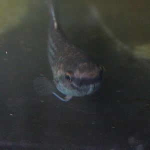 Anton's betta (Betta antoni) - PCBA