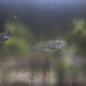 Javan ricefish (Oryzias javanicus) - PCBA
