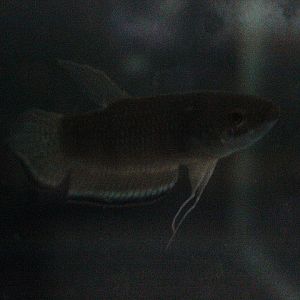 Blue band betta (Betta enisae) - PCBA