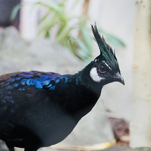 Palawan Peacock-Pheasant