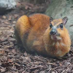 Greater Indo-Malayan Chevrotain