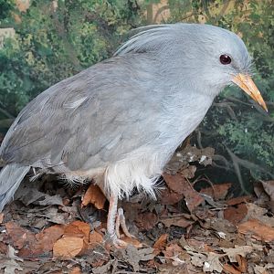Kagu