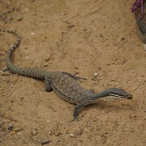 Kimberly Rock Monitor