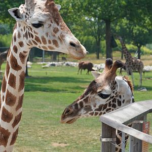 Reticulated and Masai-Reticulated Hybrid, “Franklin”