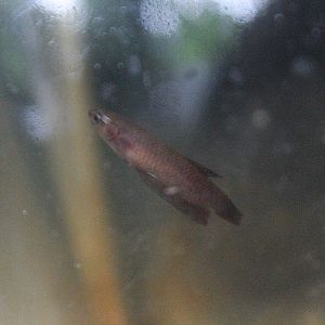 Bintan betta (Betta miniopinna) - PCBA