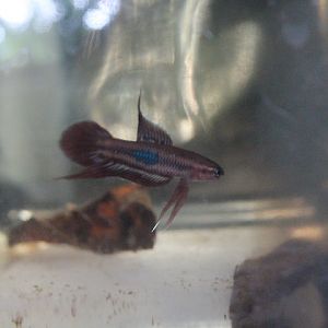 Bordeaux betta (Betta burdigala) - PCBA