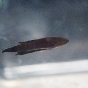 Uberis betta (Betta uberis) - PCBA