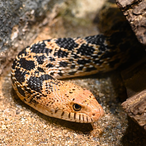 Gopher snake