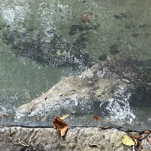 American Crocodile