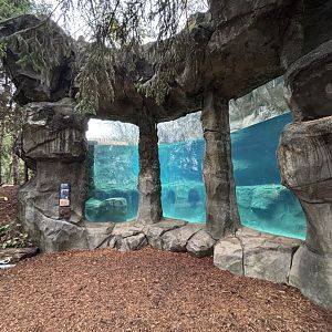 Underwater Southern Sea Otters Viewing