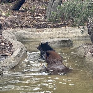American Black Bears