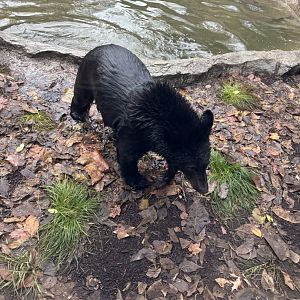 American Black Bear (Juniper)