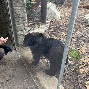 American Black Bears (Juniper)