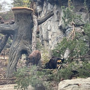 American Black Bears