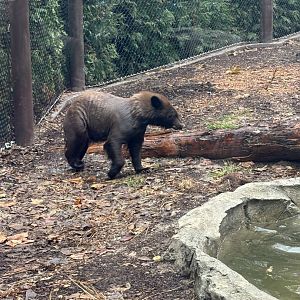 American Black Bears (Hazel)