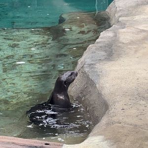 Southern Sea Otter (Kevin)