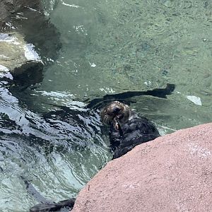 Southern Sea Otter (Chloe)