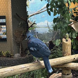 Victoria Crowned Pigeon