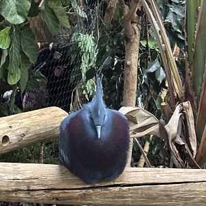 Victoria Crowned Pigeon