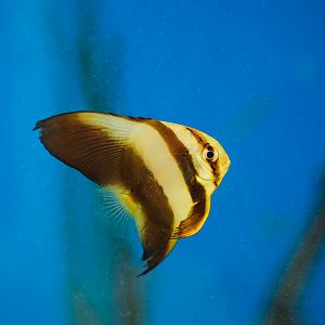 Orbicular Batfish (juvenile)