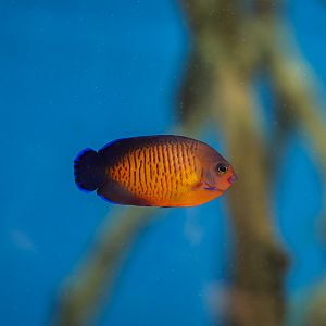 Coral Beauty Angelfish