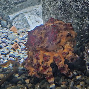 Puget Sound King Crab