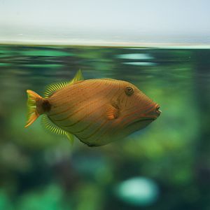Orange-lined Triggerfish