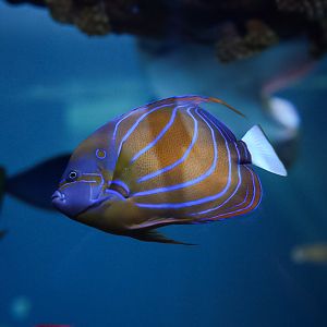 Annularis Angelfish