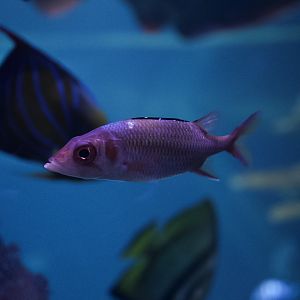 Blackfin Squirrelfish