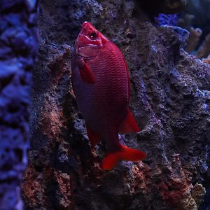 Sabre Squirrelfish