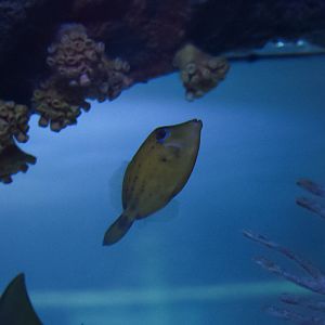 Spectacled Filefish