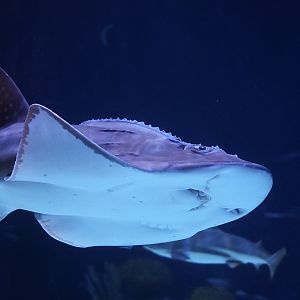 Bowmouth Guitarfish