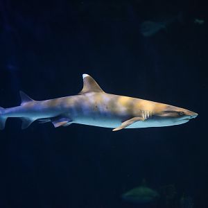 Whitetip Reef Shark