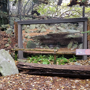 Nov. 2025 - NEW! Sea Otter Coast - Striped Skunk Exhibit