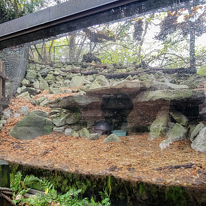 Nov. 2025 - NEW! Sea Otter Coast - Striped Skunk Exhibit