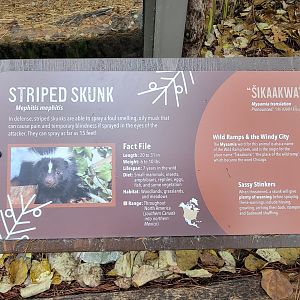 Nov. 2025 - NEW! Sea Otter Coast - Striped Skunk Sign