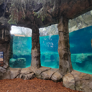 Nov. 2025 - NEW! Sea Otter Coast - Southern Sea Otter Lower View