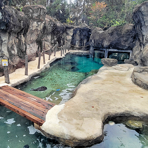 Nov. 2025 - NEW! Sea Otter Coast - Southern Sea Otter Exhibit