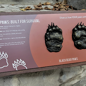 Nov. 2025 - NEW! Bear Ridge - Black Bear Signage