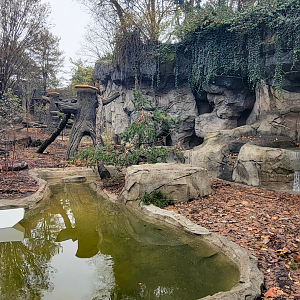 Nov. 2025 - NEW! Bear Ridge - Black Bear Lower Viewing