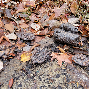 Nov. 2025 - NEW! Bear Ridge - Adventure Trail - Scat