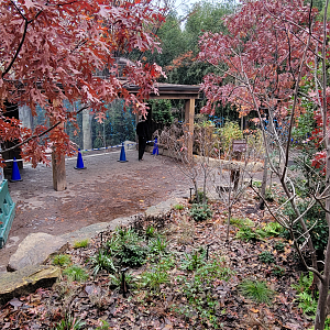 Nov. 2025 - NEW! Bear Ridge - Black Bear Upper Viewing From Bridge