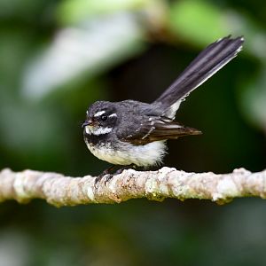 Grey Fantail