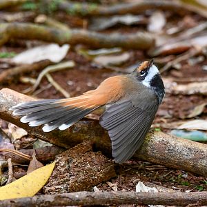 Australian Rufous Fantail