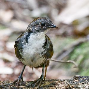 Australian Logrunner