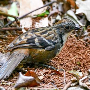 Australian Logrunner
