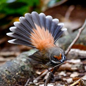 Australian Rufous Fantail