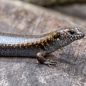 Murray's Skink