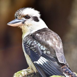 Laughing Kookaburra
